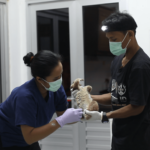 Hewan Dilindungi Dijualbelikan Lewat Medsos