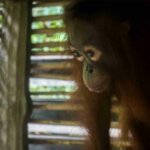 Dua Orang Utan Peliharaan Warga Dievakuasi