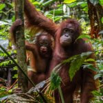 Pelepasliaran Enam Individu Orangutan di TNBBBR