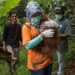 Indonesian 'house pet' orangutans rescued by activists