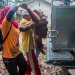 Evakuasi dua orang utan Simpang Hulu