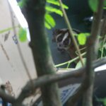 Awal Ramadhan, 17 Individu Kukang Mudik ke Habitat Gunung Ciremai