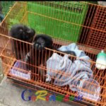 Berikut Harga Hewan Langka yang Diduga Dijual Bebas di Pasar Palapa Pekanbaru