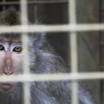 45 Monyet Eks-Topeng Monyet Siap Dilepas ke Habitat