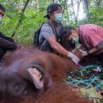 Evakuasi dan Translokasi Satu Orangutan
