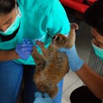 Jual Binatang Langka Tiga Pedagang Ditangkap dari Pasar Palapa Pekanbaru