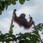 Penyelamatan Orangutan oleh Tim Satuan Tugas Evakuasi dan Penyelamatan Tumbuhan dan Satwa Balai Konservasi Sumber Daya Alam Kalimantan Barat