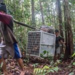 Incredible epic adventure to return three orangutans to the wild