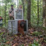 Lagi, Tiga Orang Utan Dilepasliarkan di TNBBBR