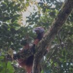 YIARI Lepas Tiga Orangutan ke Habitatnya