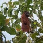 Dramatic scenes as animal rescuers capture rare orangutan to stop angry villagers attacking it for stealing crops