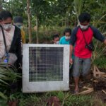 Orangutan Bikin Resah Warga Dusun Kali Baru, Selanjutnya Ini yang Terjadi