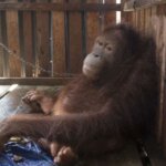 Kisah Sedih Ami, Orangutan yang Dipasung di Kalimantan