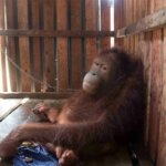 Ami, Orang Utan Asal Kalimantan Yang Di Pasung
