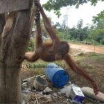 Amin Hidup Dari Sampah