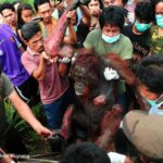 Update: IAR Indonesia Evakuasi Orangutan Yang Terbakar