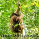 MEMPERINGATI HARI ORANGUTAN SEDUNIA YAYASAN IAR INDONESIA MELEPASLIARKAN ORANGUTAN DI KAWASAN HUTAN LINDUNG  GUNUNG TARAK, KABUPATEN KETAPANG