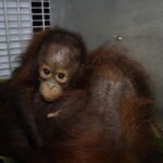 Taman Nasional Gunung Palung Itu, Rumah Baru Bagi Orangutan yang Dilepasliarkan