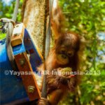 Baby School Feeder Untuk Orangutan