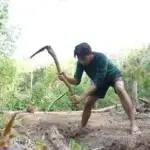 Biji Kopi, Sebuah Harapan di Tanah Batu Lapis
