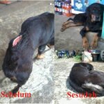 Chealse Anjing Rottweiler Yang Menderita