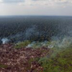 Kebakaran Hutan dan Lahan Nyaris Terjadi di Dekat "Sekolah Hutan" di Ketapang