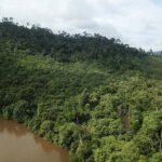 Kenali 5 Manfaat Hutan Bagi Kehidupan