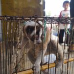 Karena Pelihara Kukang, Warga Cianjur Ditindak Petugas