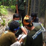 "Lisa" si Kukang sumatera (Nycticebus coucang) Menjalani Masa Habituasi Di Hutan Lindung  Batutegi Lampung.