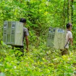 15 Individu Kukang Sumatera Menikmati Kebebasan di Taman Nasional Bukit Barisan Selatan