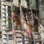 Pekerjaan Rumah Penyadartahuan Orangutan di Sandai, Kabupaten Ketapang