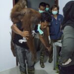 Induk dan Anak Orangutan Kembali Pulang ke Taman Nasional Gunung Palung