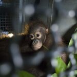 Diselamatkan dari hutan terbakar di Kalbar, 2 orangutan dilepas lagi