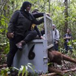 Orangutan Dilepasliarkan Induk dan Bayi