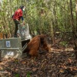 Jelang Hari Orangutan Sedunia, BKSDA Kalbar dan IAR Indonesia Translokasikan Orangutan