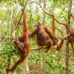 Orangutan Kalimantan Muda Asyik Bermain