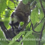Kukang jawa Menemukan Jodohnya Di Pusat Rehabilitasi