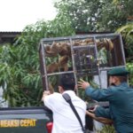 Menekan Angka Perdagangan Satwa Liar di Media Sosial Melalui Konten Pemberitaan