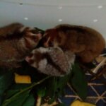 BKSDA Kalimantan Barat Tangkap Tangan Pemelihara Kukang