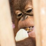 Kehilangan Habitat, Bayi Orangutan Ditemukan di Perkebunan Kelapa Sawit