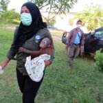YIARI Ketapang Kembali Selamatkan Orangutan dari Kecamatan Sandai