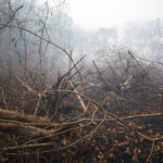 Hutan Terbakar, Dua Orangutan Turun Cari Air di Kebun Karet Warga