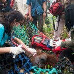 BKSDA-YIARI Selamatkan Dua Orangutan Di Ketapang