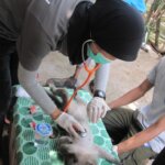 2 Ekor Penghuni Baru