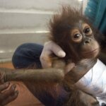Kebakaran Hutan, Ancaman Bagi Orangutan yang Terus Terulang.