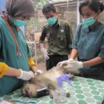 YIARI Melepasliarkan 17 Individu Monyet ekor panjang di Panaitan TNUK