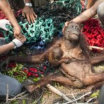 Indonesia orangutans attacked by villagers after fleeing fires