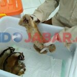 BKSDA Ciamis Selamatkan 14 Ekor Kukang dari Perdagangan Gelap