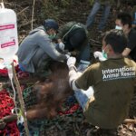 Empat Orang Utan Masuk Kebun Warga