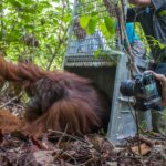 Enam Orangutan Kembali ke Habitat
